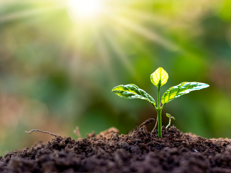 Plants growing in the soil as a metaphor for business growth
